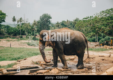 Ein junger Elefant baden und spielen mit Wasser in der Nähe von Lima in der zentralen Provinz, Sri Lanka. Die sri-lankische Elefant (Elephas Maximus Maximus) ist eine Stockfoto