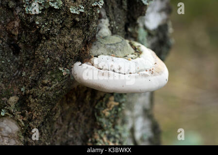 Polypore Pilz auf Birke Makro selektiven Fokus Stockfoto