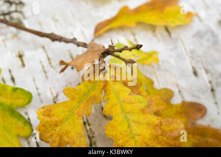 Gelb Herbst Eichenlaub auf Birkenrinde Hintergrund Stockfoto