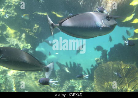 Schwarm von Einhorn Fisch (Naso Unicornis) im Korallenriff, Queensland, Australien Stockfoto