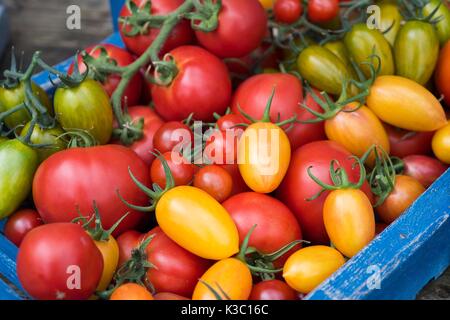 Tomaten, Solanum Lycopersicum, uncherry Lächeln', 'Grün Tiger', 'Blush Tiger', 'Pink Tiger' und 'Land'. Stockfoto