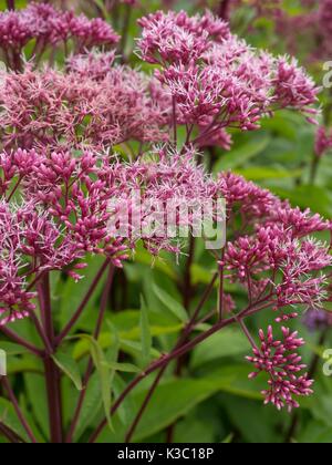 Eutrochium purpureum Niere - Wurzel, sweetscented Joe pye Unkraut, süße Joe-Pye Unkraut, Kies Wurzel oder Trompete Unkraut Stockfoto