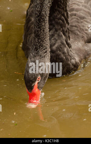 Black Swan Close up Trinken auf der Teich Stockfoto