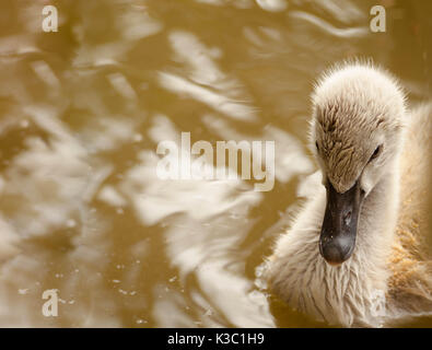 Hässliche Entlein einen Schwan auf dem Teich Stockfoto