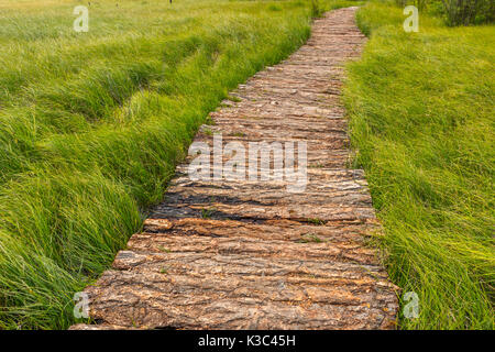 Eine hölzerne Wanderweg durch den alaytian Sumpf, Russland Stockfoto