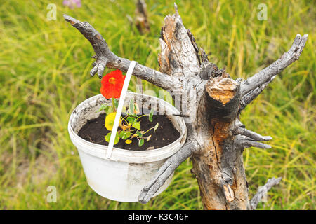 Rote Blume in einem Eimer auf einem Gras Hintergrund Stockfoto