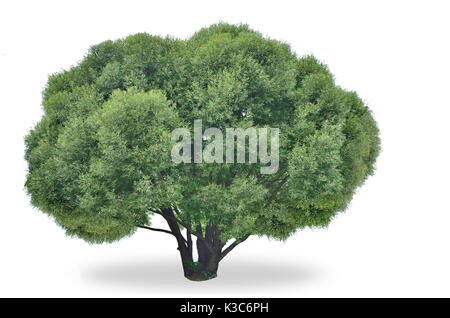 Große grüne Weide Salix fragilis Nana auf weißem Hintergrund - schöne Pflanzen für den Garten- und Landschaftsbau Stockfoto