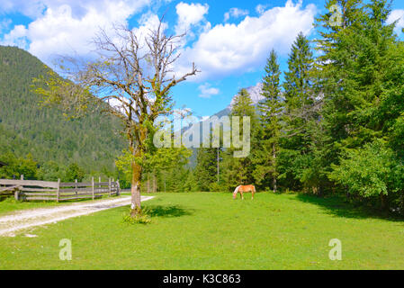 Berglandschaft in Robanov Kot, Slowenien mit einer Wiese, Baum und einem Grasenden Pferd Stockfoto