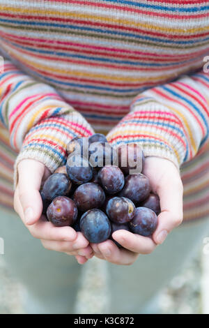 Futter für wilde Zwetschgen - junge Frau mit wilden Zwetschgen in Ihren Händen Stockfoto