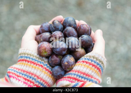 Futter für wilde Zwetschgen - junge Frau mit wilden Zwetschgen in Ihren Händen Stockfoto