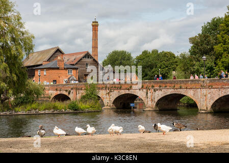 Die Straßenbahn Brücke, Stratford-upon-Avon überquert den Fluss Avon zu Hof Alte Mühle der Cox und Höckerschwäne im Vordergrund. Stockfoto