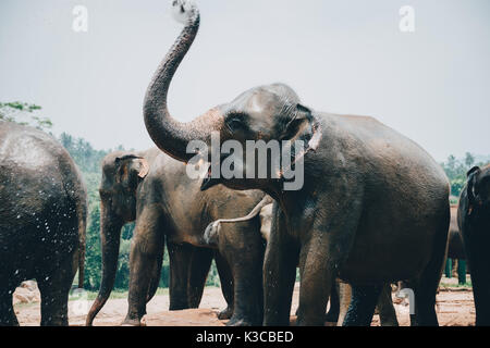 Ein junger Elefant baden und spielen mit Wasser in der Nähe von Lima in der zentralen Provinz, Sri Lanka. Die sri-lankische Elefant (Elephas Maximus Maximus) ist eine Stockfoto