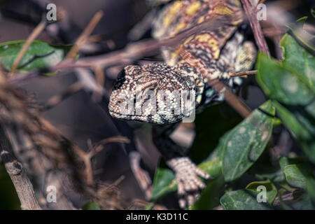 Pseudonym Wildlife, Tiere, Eidechse, uromastyx, Reptilien, wild, tagaktive, Pflanzenfresser, Wüste Stockfoto