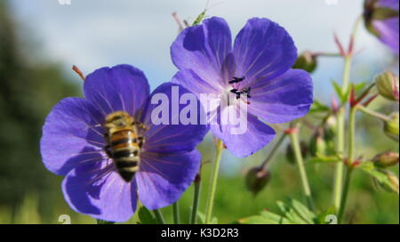 Eine Biene ernten Pollen bilden eine Blume Stockfoto