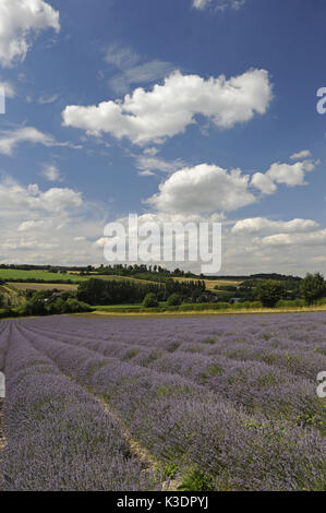 Lavendelfeld, Schloss Hof, Shoreham, Kent, England, Stockfoto