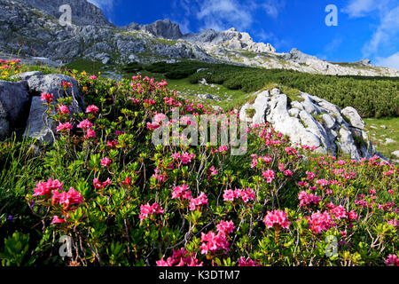 Österreich, Tirol, Wettersteingebirge, WettersteinHinteres Wettersteingebirge (hinten Wettersteingebirge), Alpenrose, Stockfoto