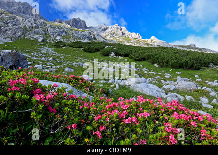 Österreich, Tirol, Wettersteingebirge, WettersteinHinteres Wettersteingebirge (hinten Wettersteingebirge), Alpenrose, Stockfoto