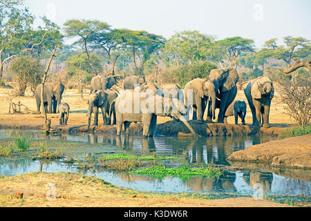 Afrika, Südliches Afrika, Botswana, Grenzgebiet, Simbabwe, Hunter's Road, Elefant, Afrikanischer Elefant, Loxodonta africana, weiblich, weiblichen Elefanten, Kälber, junge Tiere, Stockfoto