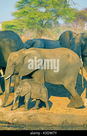 Afrika, Südliches Afrika, Botswana, Grenzgebiet, Simbabwe, Hunter's Road, Elefant, Afrikanischer Elefant, Loxodonta africana, Fokus, Frau, Frau Elefant, Kalb, junge Tier, Stockfoto