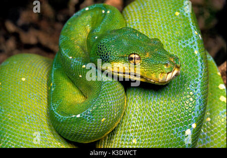 Green Tree python, Morelia viridis, Stockfoto