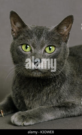 Korat Katze, Porträt, Augenkontakt, Stockfoto