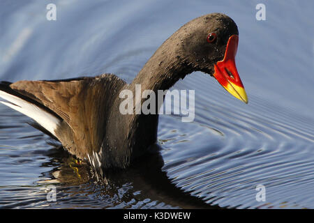 Europäische Teich Huhn, Gallinula chlor Opus, Wasser, Stockfoto