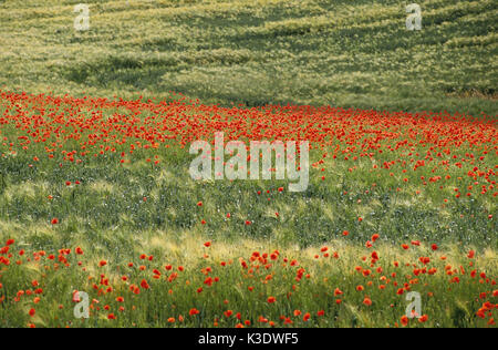 Klatschmohn, Papaver rhoeas, Getreide, Stockfoto