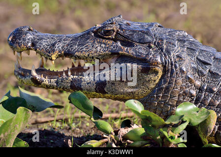 Brasilien, Pantanal, Cayman, Caiman yacare, Porträt, an der Seite, Sonnenbaden in der Bank Grenze in der Mitte der Seerosen, Stockfoto