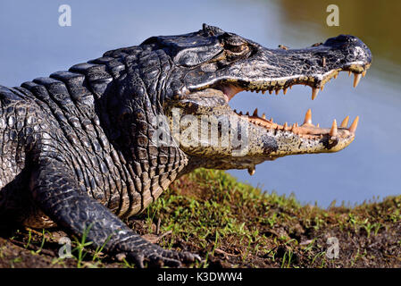 Brasilien, Pantanal, Cayman, Caiman yacare, Porträt, an der Seite, Stockfoto
