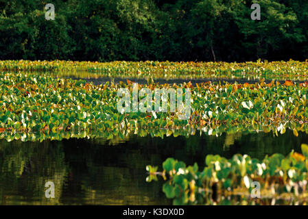 Brasilien, Mato Grosso, Wasserhyazinthen, Eichhornia crassipes, decken Sie die Flüsse und Seen des Pantanal, Stockfoto