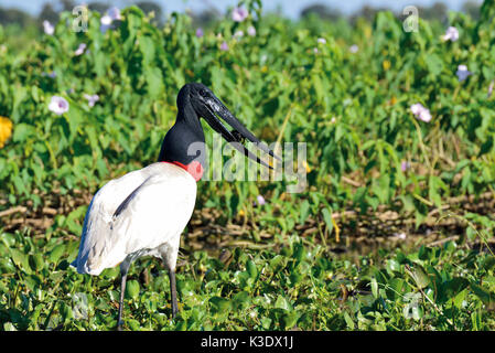 Brasilien, Pantanal, black-necked Stork, Jabiru mycteria, Futter suchen am Flußufer in der Mitte von wasserhyazinthen, Stockfoto