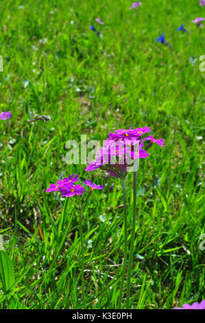 Alm, Mehl primel Primula farinosa Stockfoto