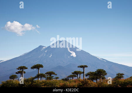 Chile, Araucania, Nationalpark Conguillio, Vulkan Llaima, Araukarien, Stockfoto