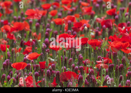 Feld mit purpurroter Klee und Field Poppy, Trifolium incarnatum mit Papaver rhoeas, Bentfeld, Ostholstein, Holstein, Schleswig-Holstein, Deutschland, Stockfoto