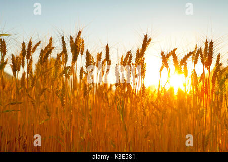 Korn Ohren, Sonne, Licht, Stockfoto