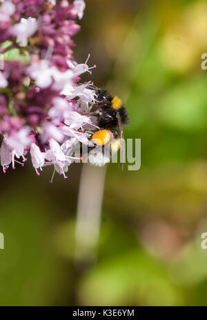Hummel auf Blüte im Garten Stockfoto
