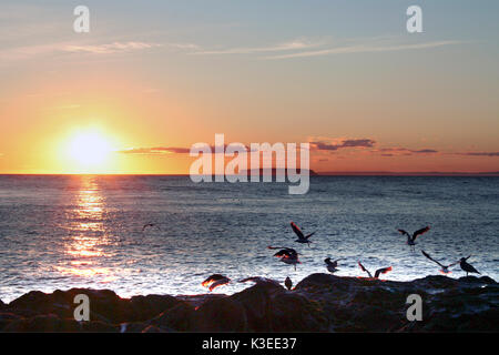 Vögel fliegen weg von einem Rock mit Sonnenuntergang über dem Meer. Stockfoto