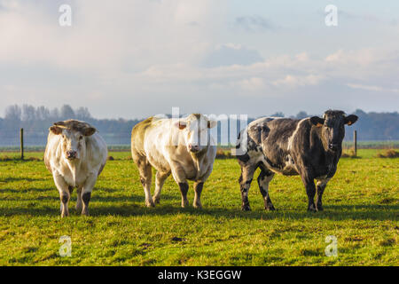 Nord-Holland, Niederlande - 5. November 2016: Niederländisch Rind Kuh auf einer Wiese Stockfoto