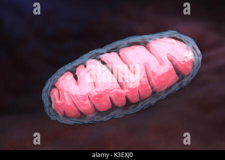 Mitochondrium ist eine doppelte membrangebundenen Organellen in allen eukaryotischen Organismen gefunden. 3D-Darstellung Stockfoto