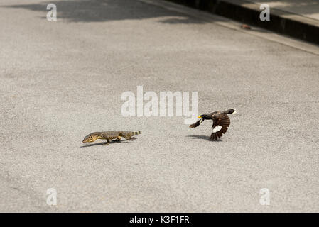 Eine asiatische Myna Bird Angriffe mutig und fährt an einem Monitor Eidechse von seinem Nest Gebiet. Stockfoto