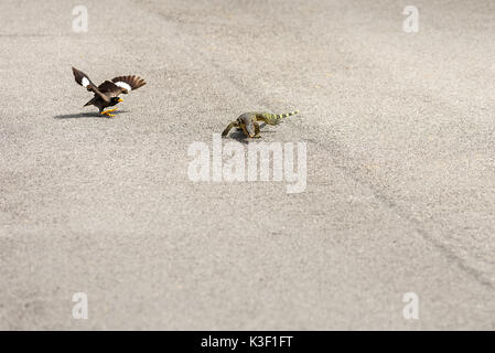 Eine asiatische Myna Bird Angriffe mutig und fährt an einem Monitor Eidechse von seinem Nest Gebiet. Stockfoto