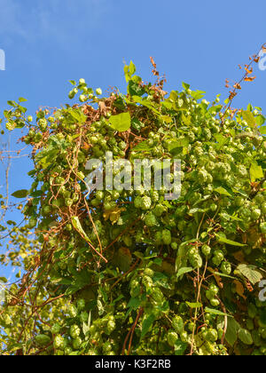 Wilder Hopfen (Humulus lupulus) Pflanze, die bei Verkehrskontrollen Hedge - Frankreich. Stockfoto