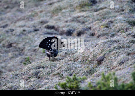 Das Umwerben Rackelhahn Stockfoto