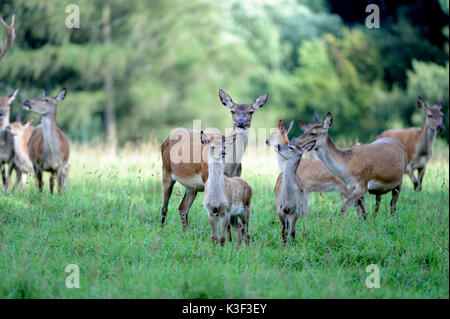 Rotwild, Hirsche, Hirschkühe und junge Tiere, Stockfoto