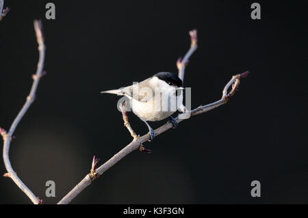 Marsh Meise, Marshtit Stockfoto