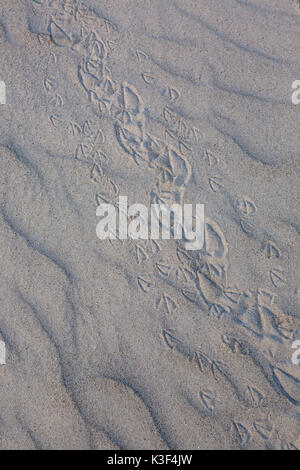 Sand, Vögel Titel, Insel Helgoland, Schleswig-Holstein, Norddeutschland, Deutschland, Europa, Stockfoto