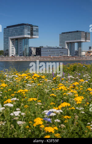 Kran Häuser im Rheinauhafen (Rheinauer Hafen), Köln, Nordrhein-Westfalen, Deutschland Stockfoto