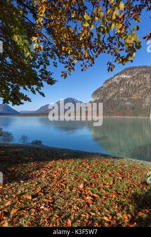 Herbst am Sylvenstein Stausee, Fallen Dorf in der Nähe von Lenggries, Oberbayern, Bayern, Deutschland Stockfoto