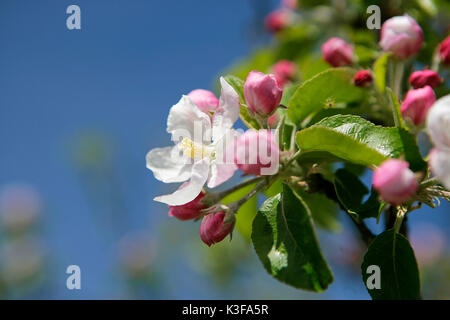 Apfelblüten Stockfoto