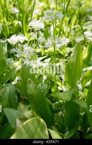Blühende Bärlauch (Allium ursinum) Stockfoto